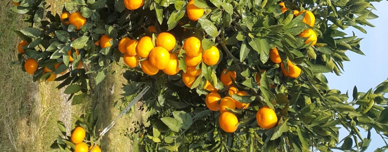 Jeju Mermuri Yerye-dong Exteriér fotografie