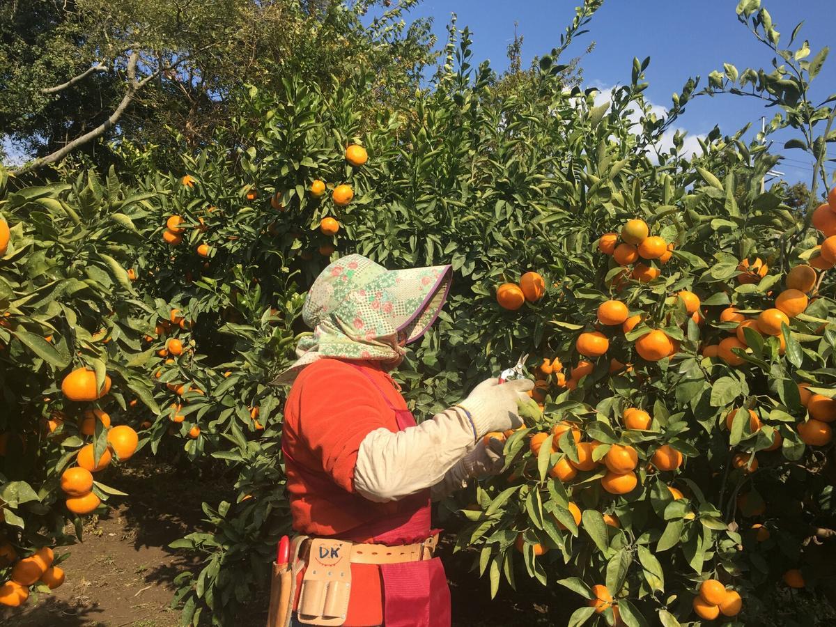 Jeju Mermuri Yerye-dong Exteriér fotografie