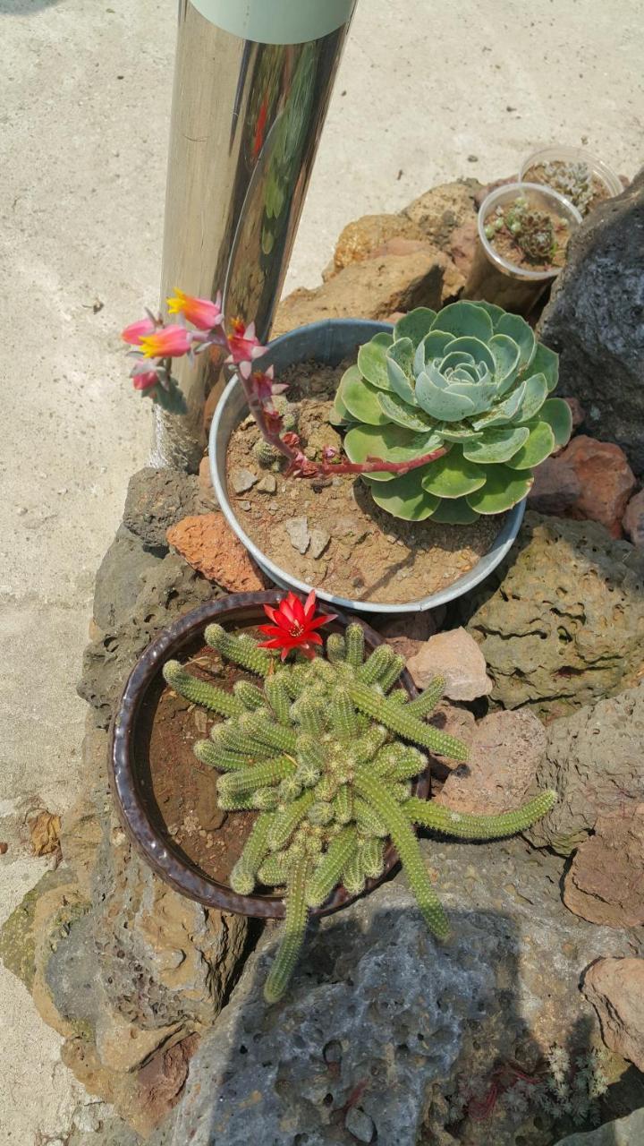 Jeju Mermuri Yerye-dong Exteriér fotografie