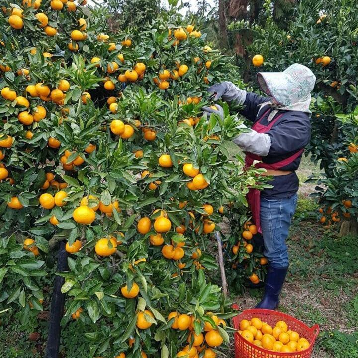Jeju Mermuri Yerye-dong Exteriér fotografie